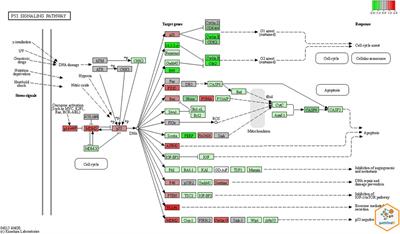 An advanced molecular medicine case report of a rare human tumor using genomics, pathomics, and radiomics